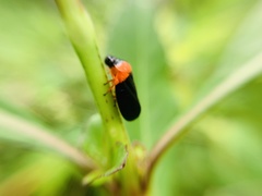 Phymatostetha deschampsi