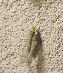 Nothochrysa fulviceps