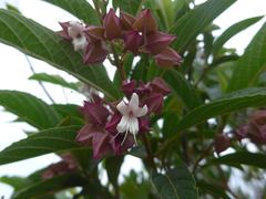 Clerodendrum fortunatum