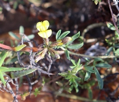 Lotononis umbellata