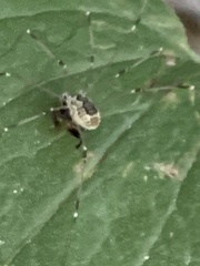 Leiobunum blackwalli