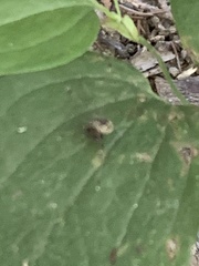 Leiobunum blackwalli