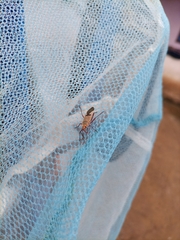 Dysdercus superstitiosus