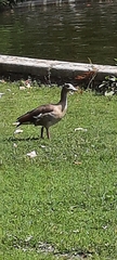 Alopochen aegyptiaca