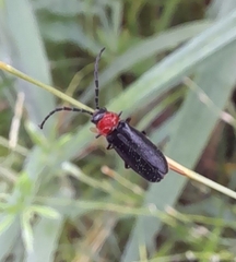 Silis ruficollis