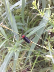 Silis ruficollis