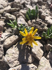 Senecio taraxacoides
