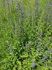 Echium vulgare