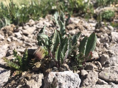 Senecio taraxacoides