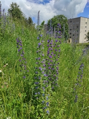 Echium vulgare