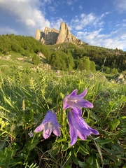 Campanula tridentata