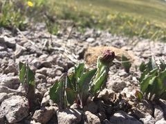Senecio taraxacoides