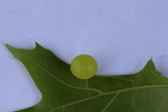 Amphibolips nubilipennis