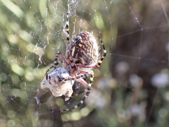 Araneus annulipes