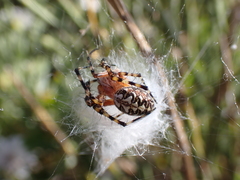 Araneus annulipes