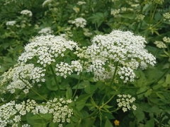 Aegopodium podagraria