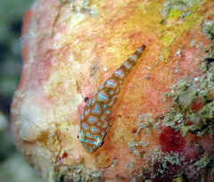 Eastern Cleaner Clingfish photo 4
