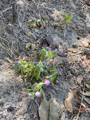 Sphaeranthus peduncularis