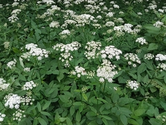 Aegopodium podagraria