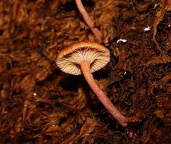 Lactarius eucalypti