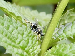 Brachymeria nephantidis