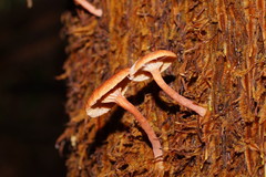 Lactarius eucalypti
