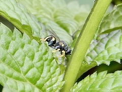 Brachymeria nephantidis