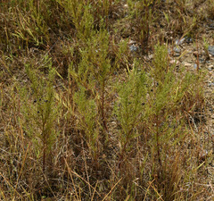 Rhamphicarpa australiensis