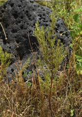 Rhamphicarpa australiensis