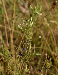 Rhamphicarpa australiensis