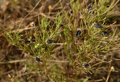 Rhamphicarpa australiensis