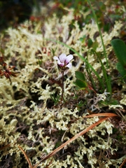 Cherleria arctica