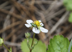 Chrysanthia geniculata