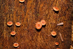 Lactarius eucalypti