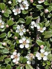 Cotoneaster morrisonensis