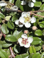 Cotoneaster morrisonensis