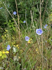 Linum austriacum