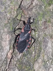 Triatoma sanguisuga