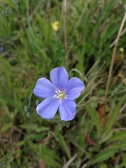 Linum austriacum