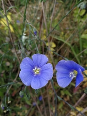Linum austriacum