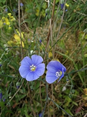 Linum austriacum
