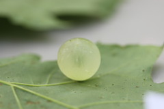 Amphibolips nubilipennis