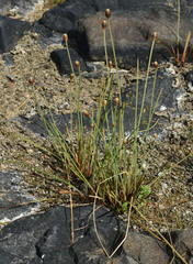 Fimbristylis tetragona