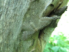 Philereme vetulata