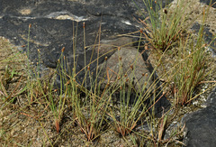 Fimbristylis tetragona