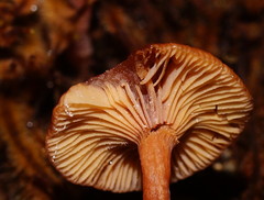 Lactarius eucalypti