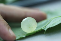 Amphibolips nubilipennis