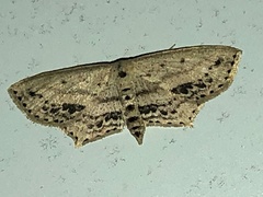 Scopula cacuminaria