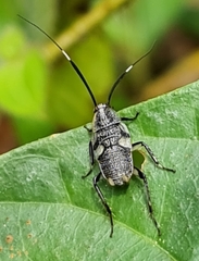 Hemithyrsocera histrio