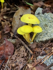 Pulveroboletus